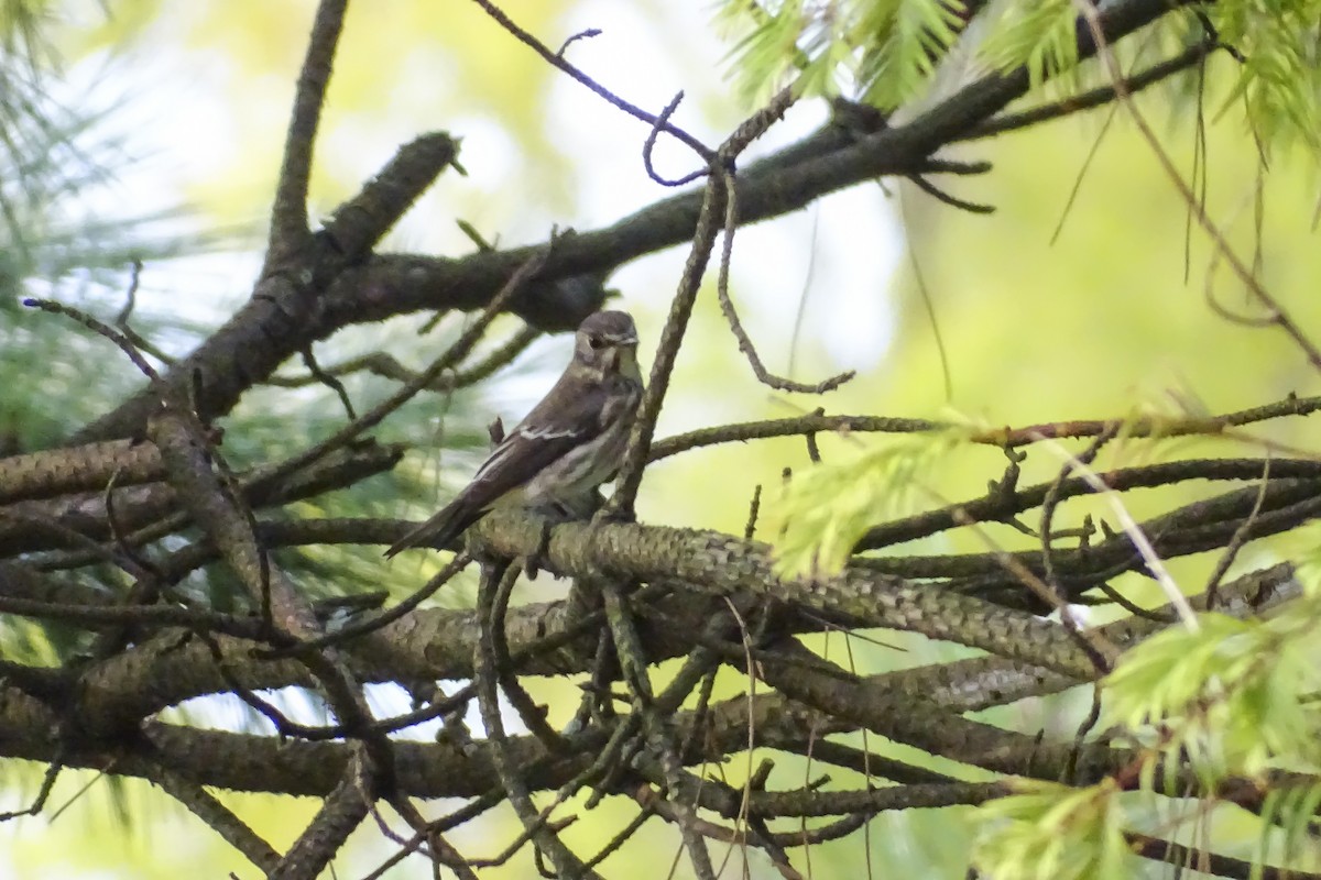 ebird-checklist-11-oct-2022-9-species