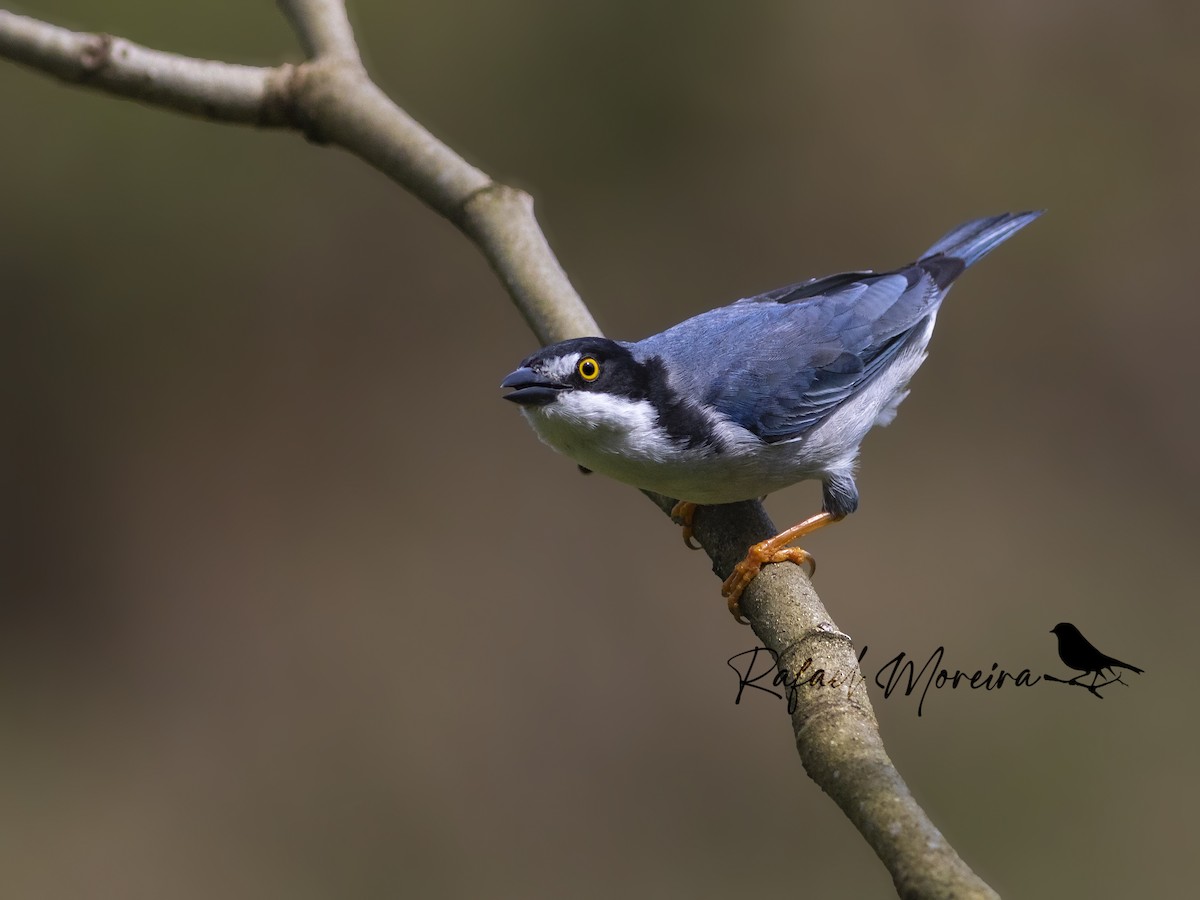 Hooded Tanager - ML494057161