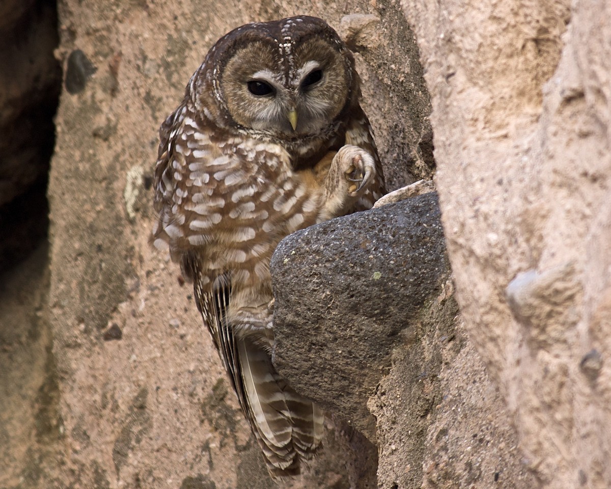 Spotted Owl - Niki Robertson