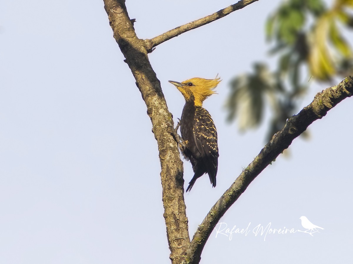 Blond-crested Woodpecker - Rafael Gonçalves Moreira