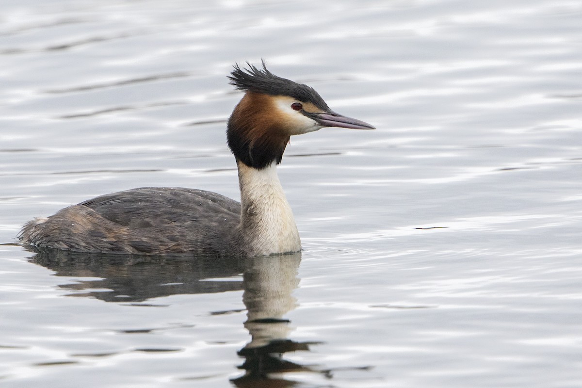 Great Crested Grebe - ML49406441