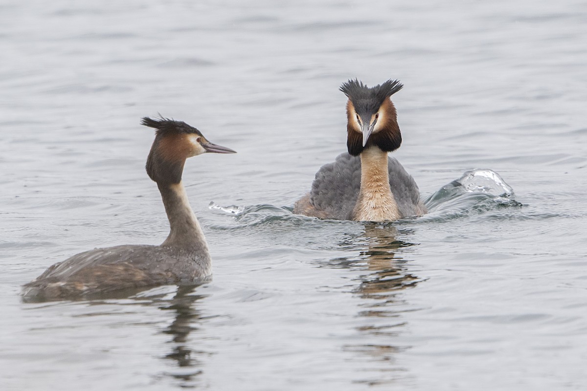 Great Crested Grebe - ML49406451