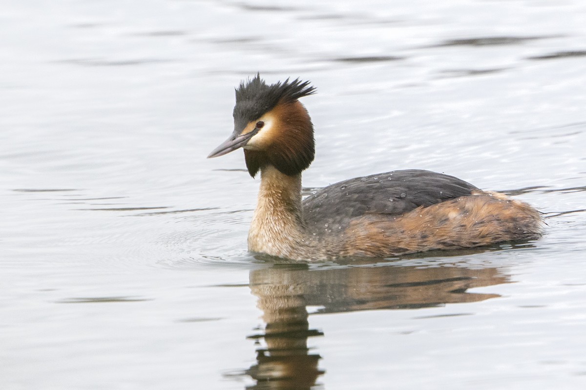 Great Crested Grebe - ML49406471