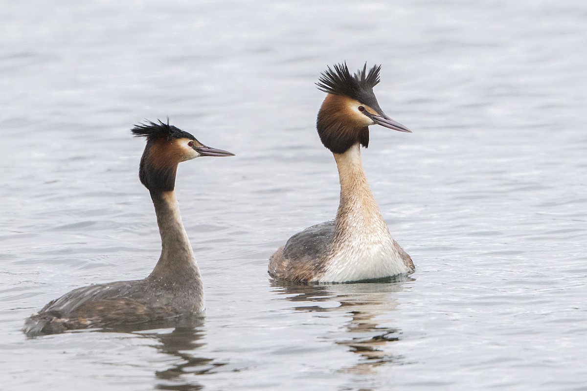 Great Crested Grebe - ML49406491