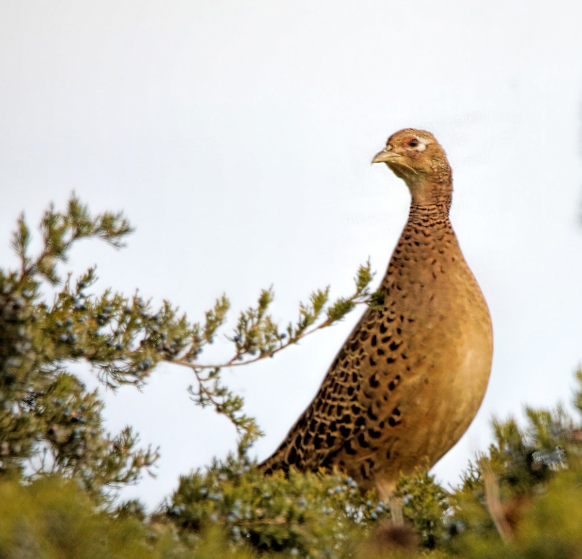 Ring-necked Pheasant - ML494066071