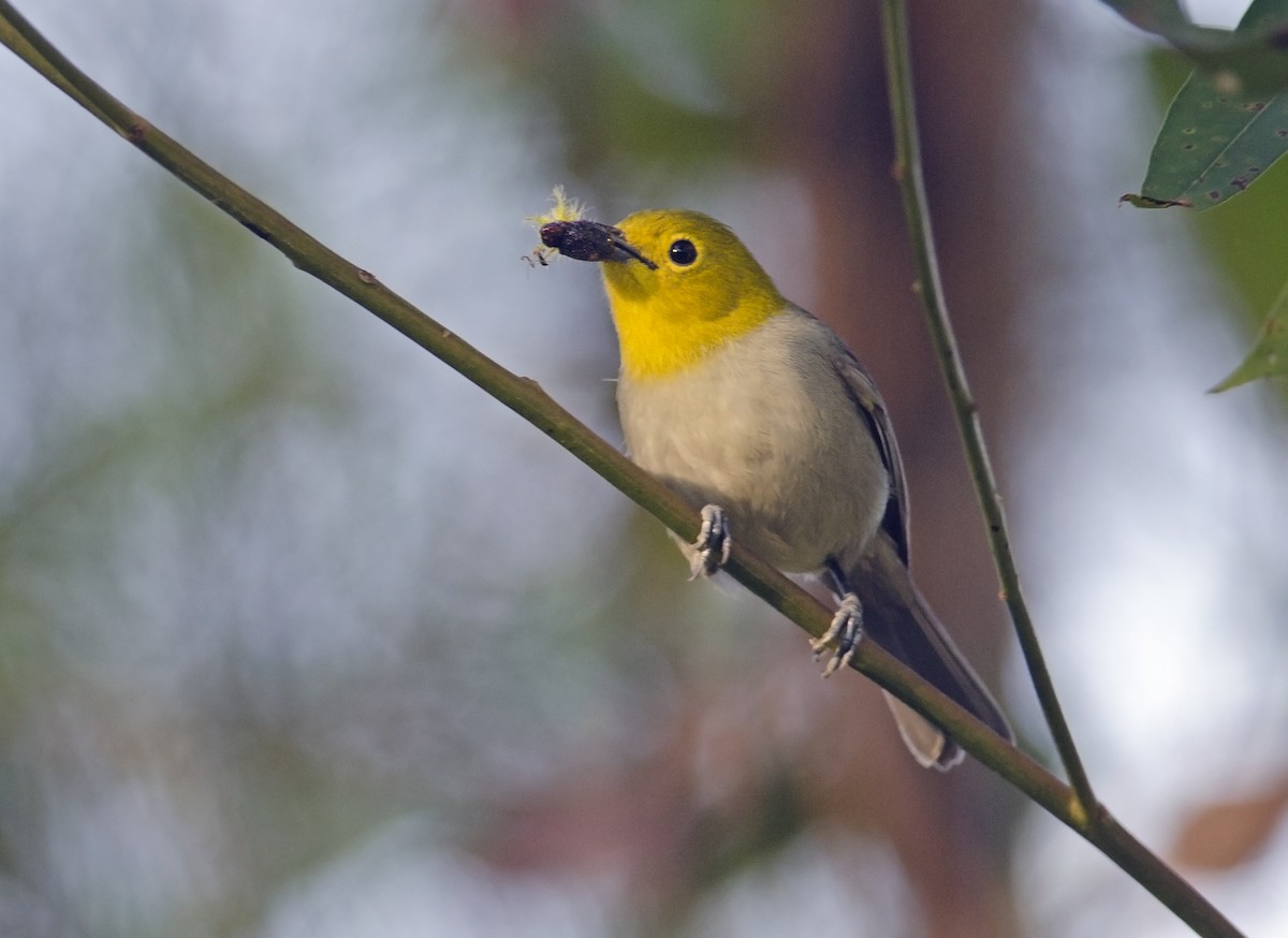 Yellow-headed Warbler - Joshua Vandermeulen
