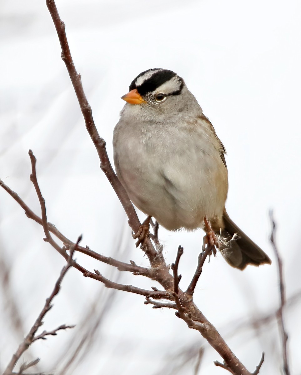 White-crowned Sparrow - ML494068321