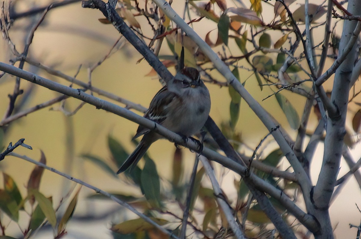 American Tree Sparrow - ML494068761