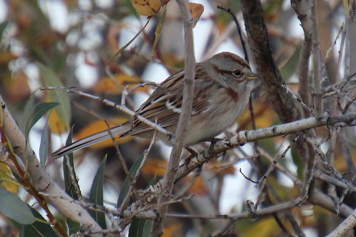 American Tree Sparrow - ML494068921