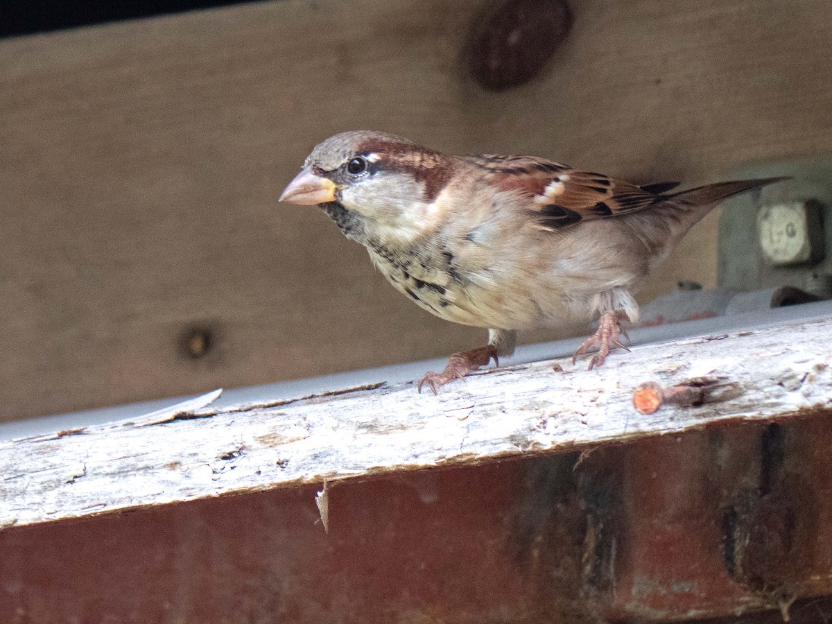 House Sparrow - ML494069631