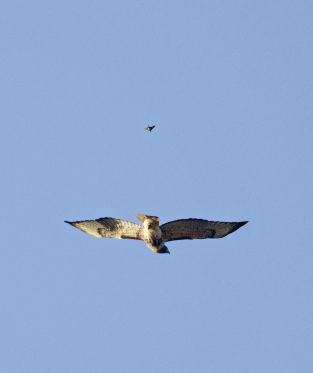 Red-tailed Hawk - ML49407051
