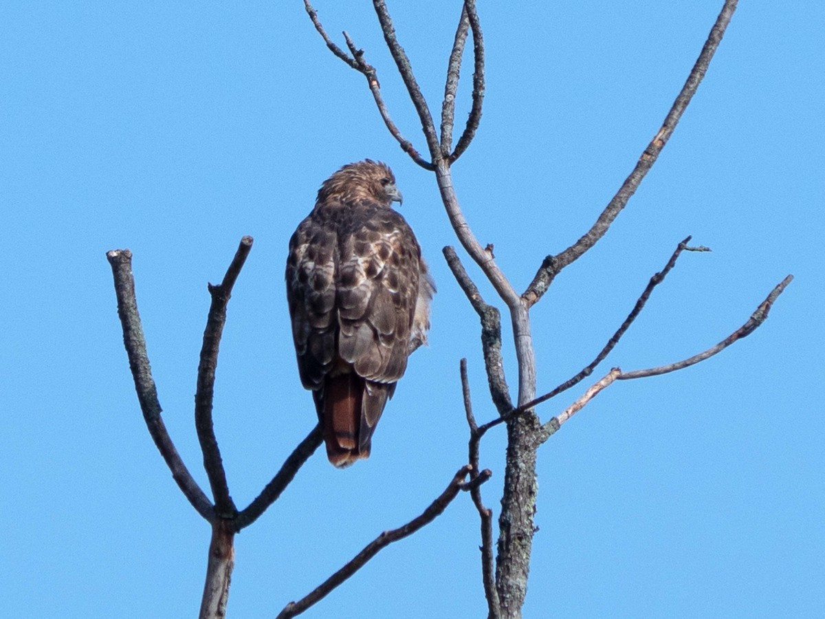 Red-tailed Hawk - ML494070511