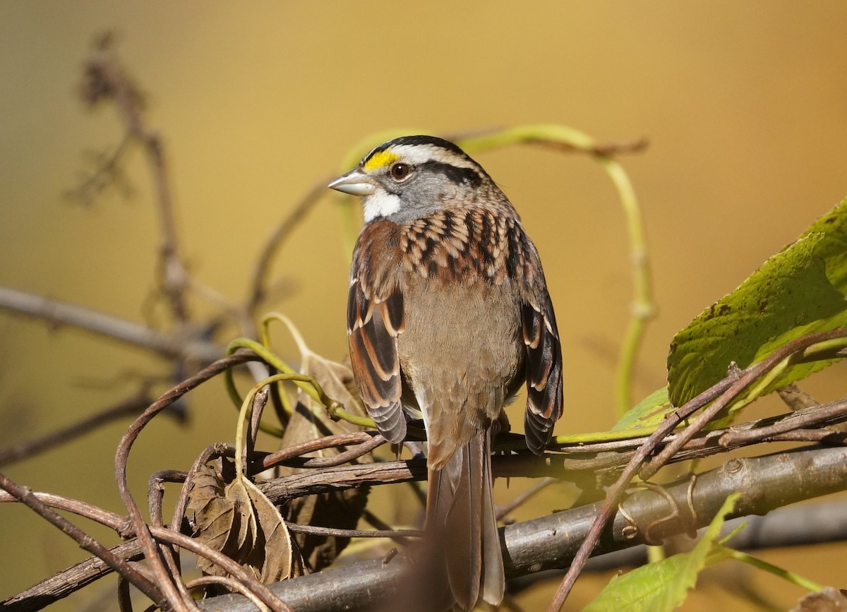 White-throated Sparrow - Brian McKay