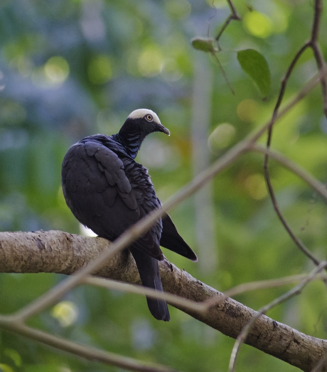 White-crowned Pigeon - ML49407471