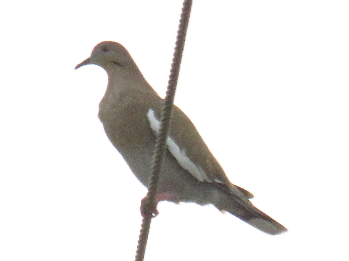 White-winged Dove - ML494078351