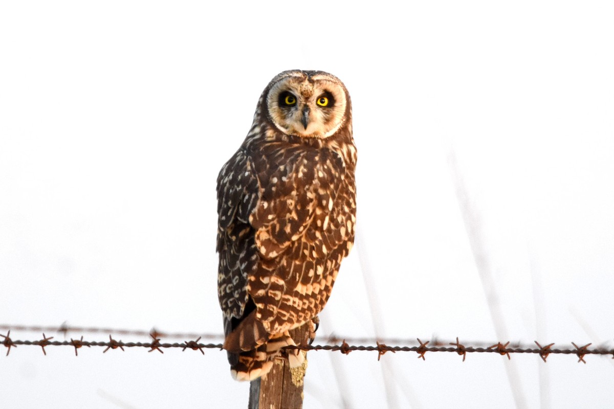 Short-eared Owl - ML494079481