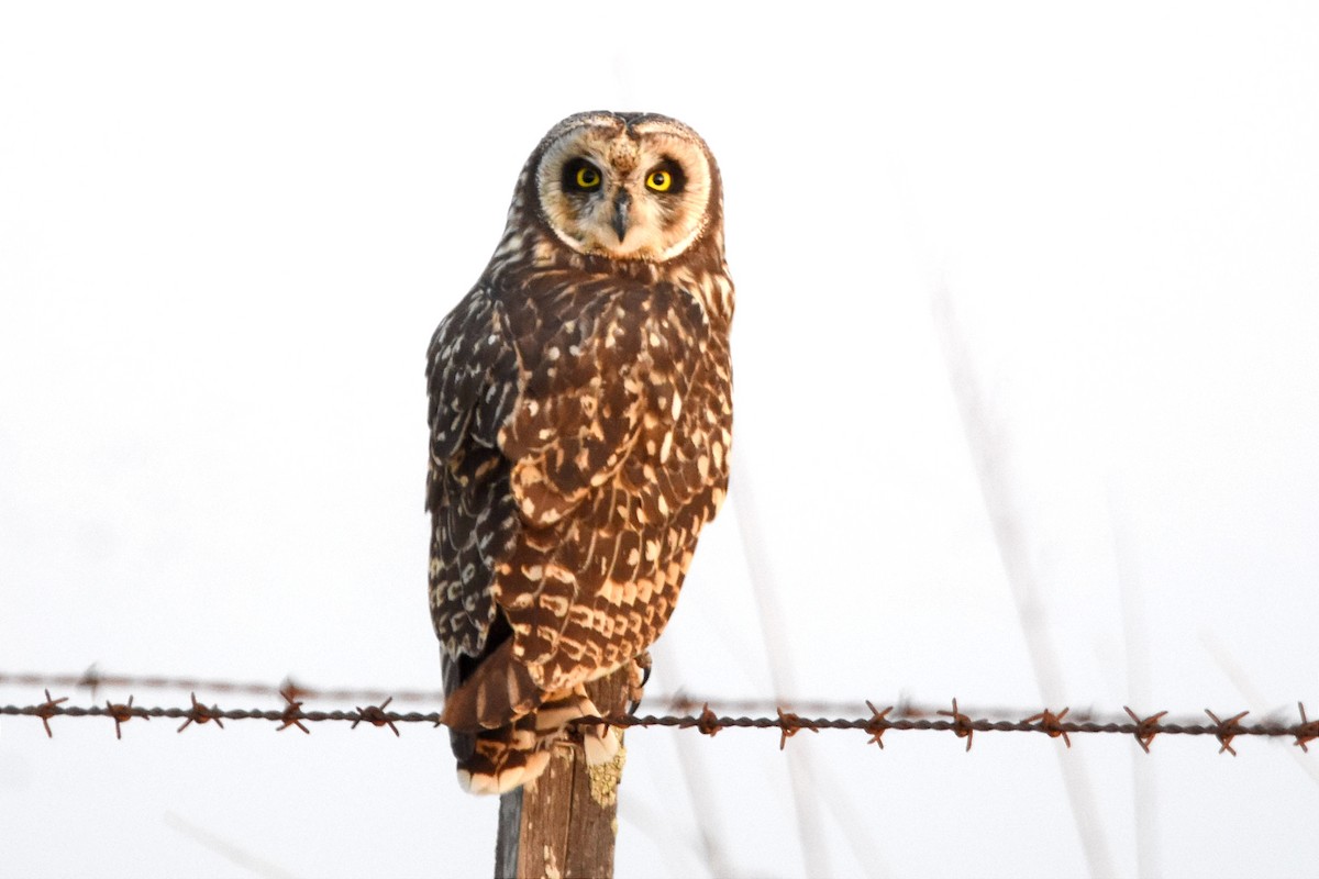 Short-eared Owl - ML494079501