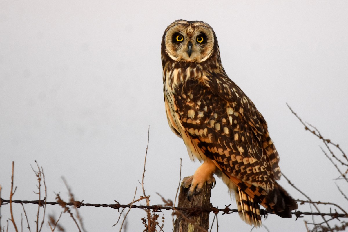 Short-eared Owl - ML494079521