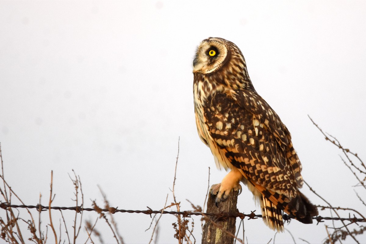Short-eared Owl - ML494079531