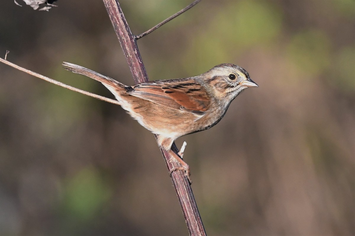 Swamp Sparrow - ML494080581
