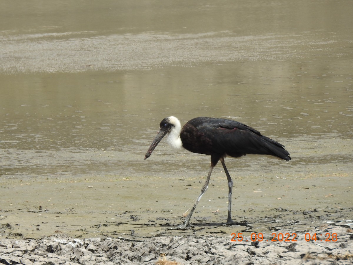 African Woolly-necked Stork - Ron Ginter