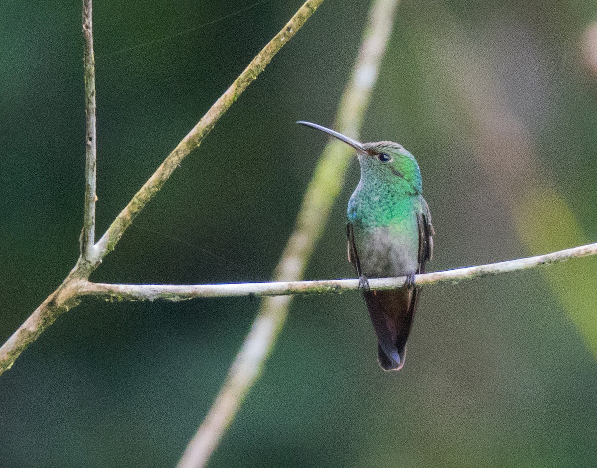 Rufous-tailed Hummingbird - ML494087541