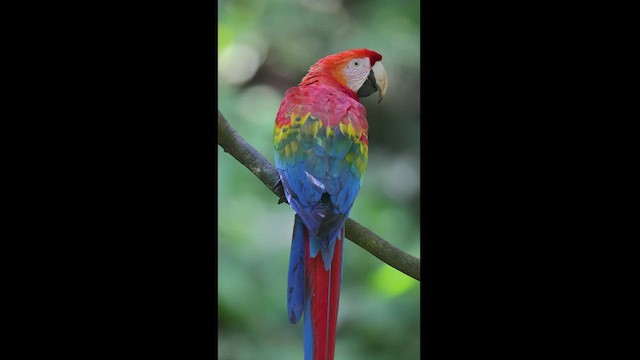 Scarlet Macaw - ML494087751
