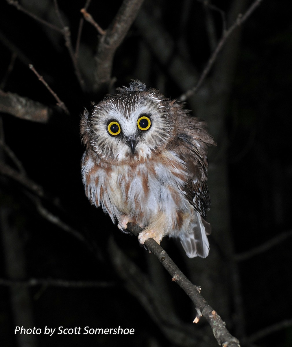 Northern Saw-whet Owl - Scott Somershoe