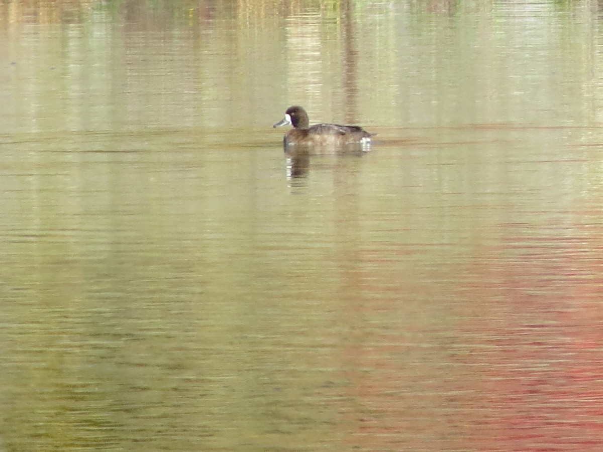 Greater Scaup - ML494095331
