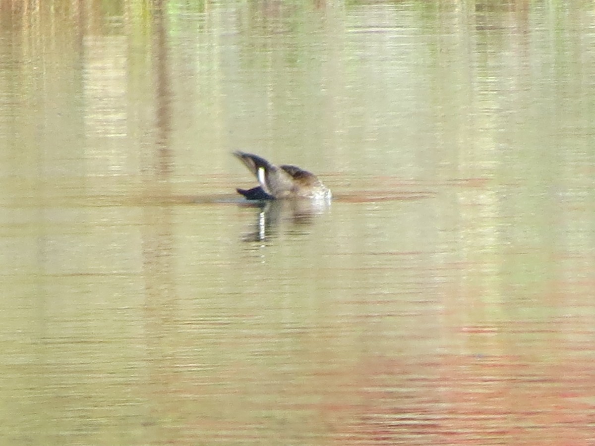 Greater Scaup - ML494095451