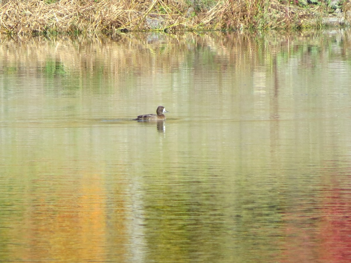 Greater Scaup - ML494095611