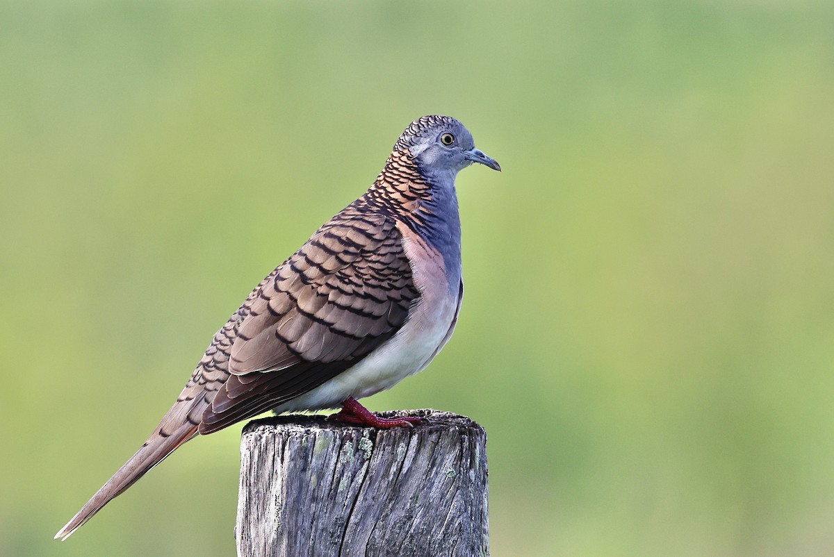 Bar-shouldered Dove - Elspeth M