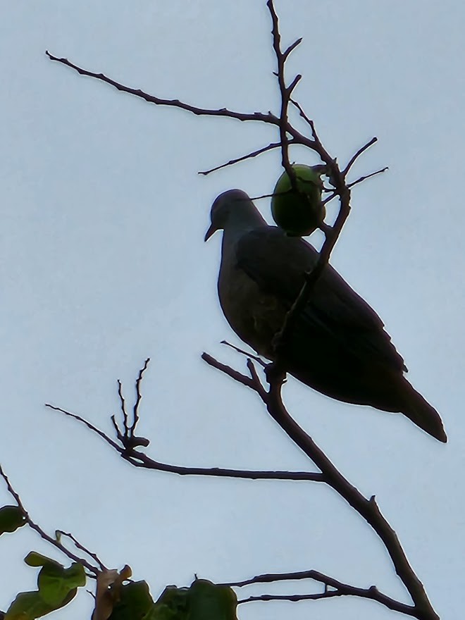 Peale's Imperial-Pigeon - ML494099461