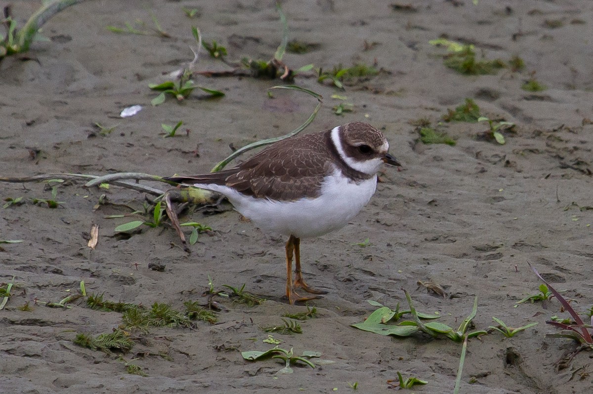 Semipalmated Plover - ML494104131