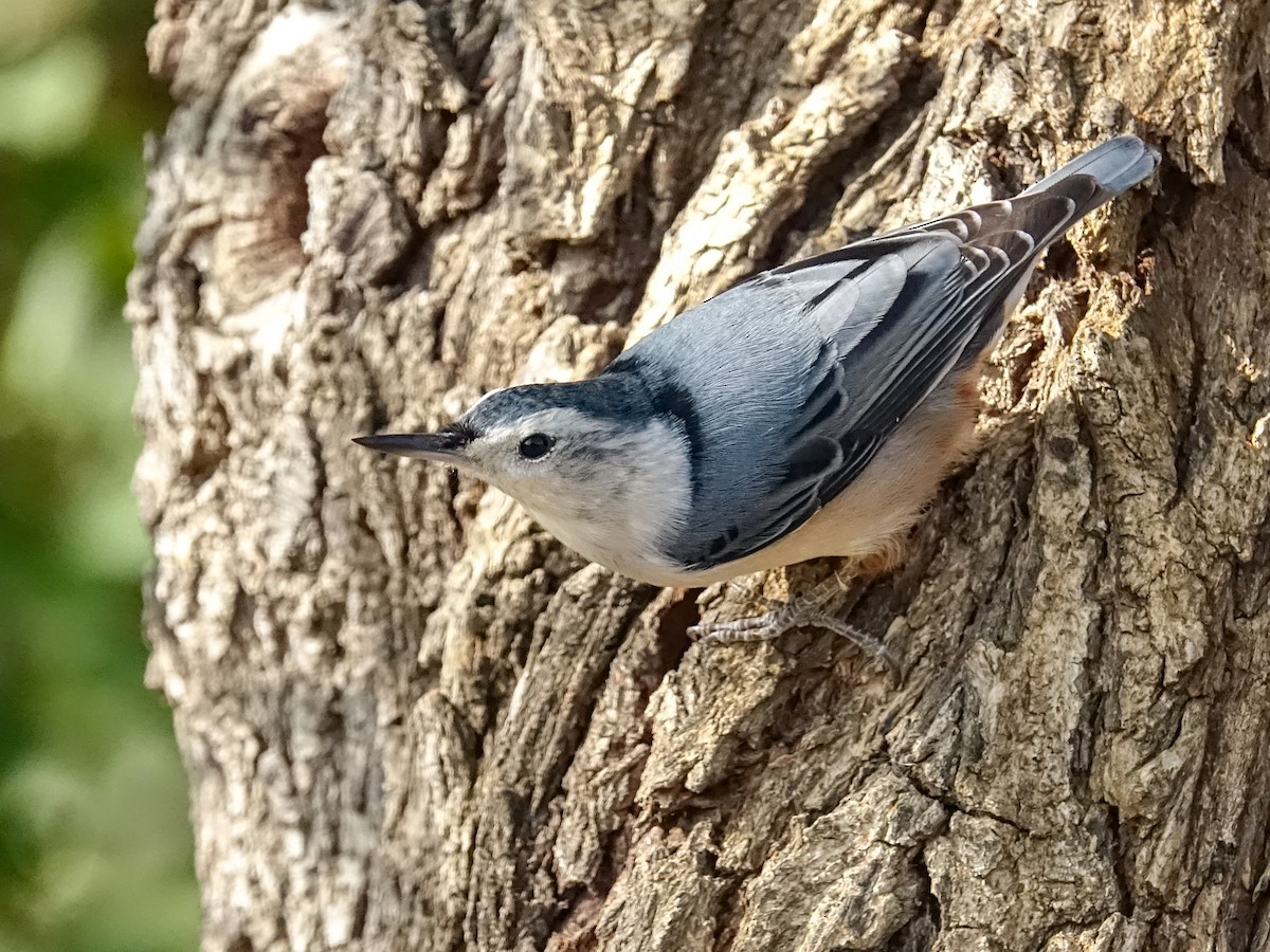 White-breasted Nuthatch - Mark Haindfield