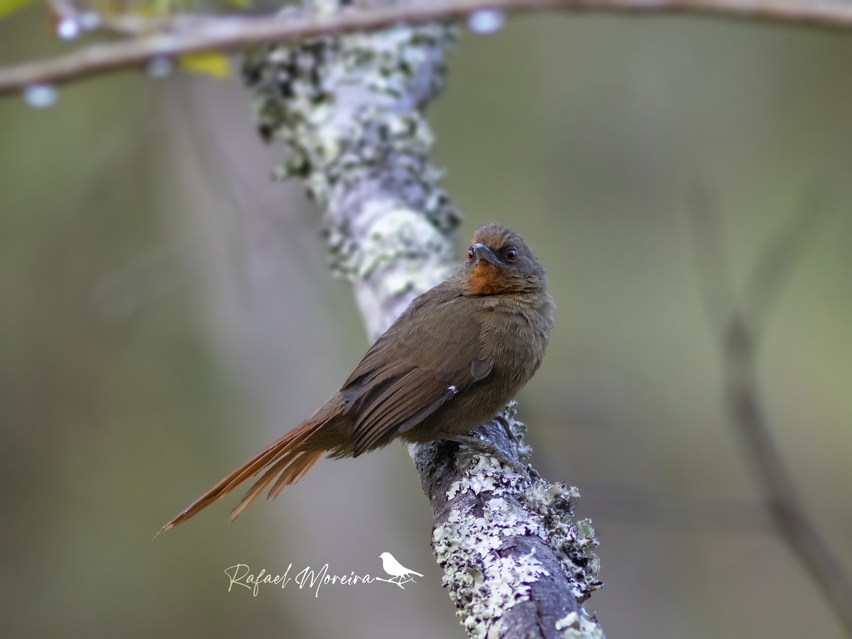 Orange-eyed Thornbird - Rafael Gonçalves Moreira
