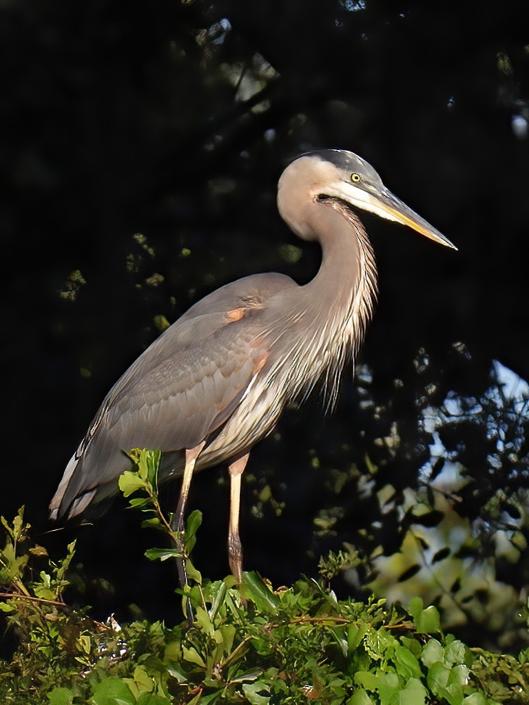 eBird Checklist - 15 Oct 2022 - Moccasin Lake Nature Park - 27 species ...