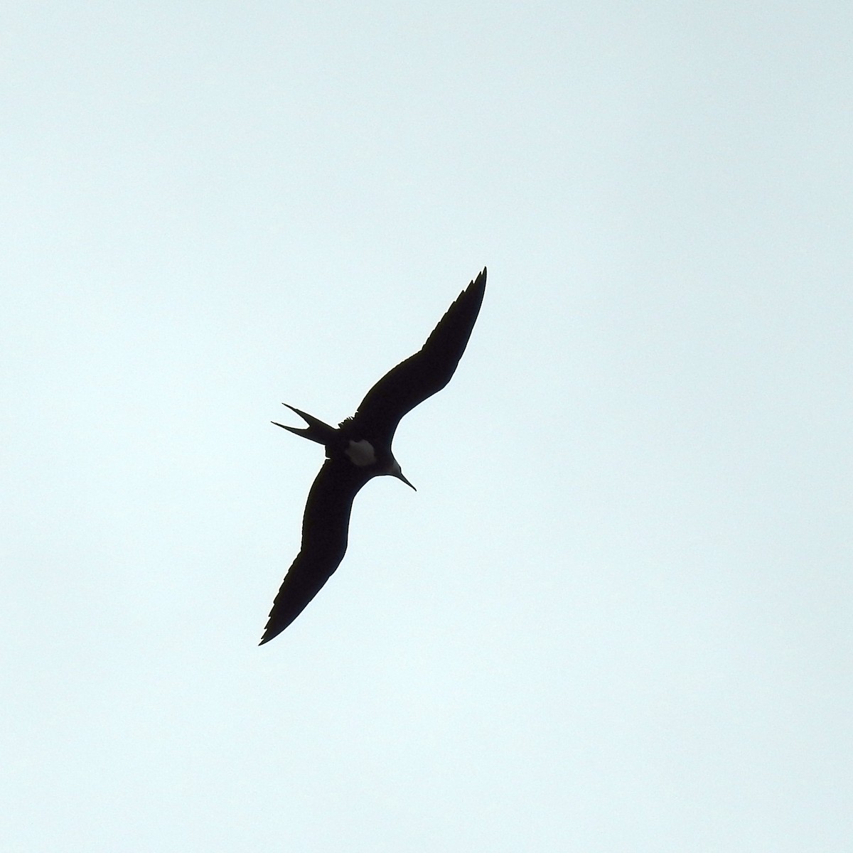 Lesser Frigatebird - ML494120971