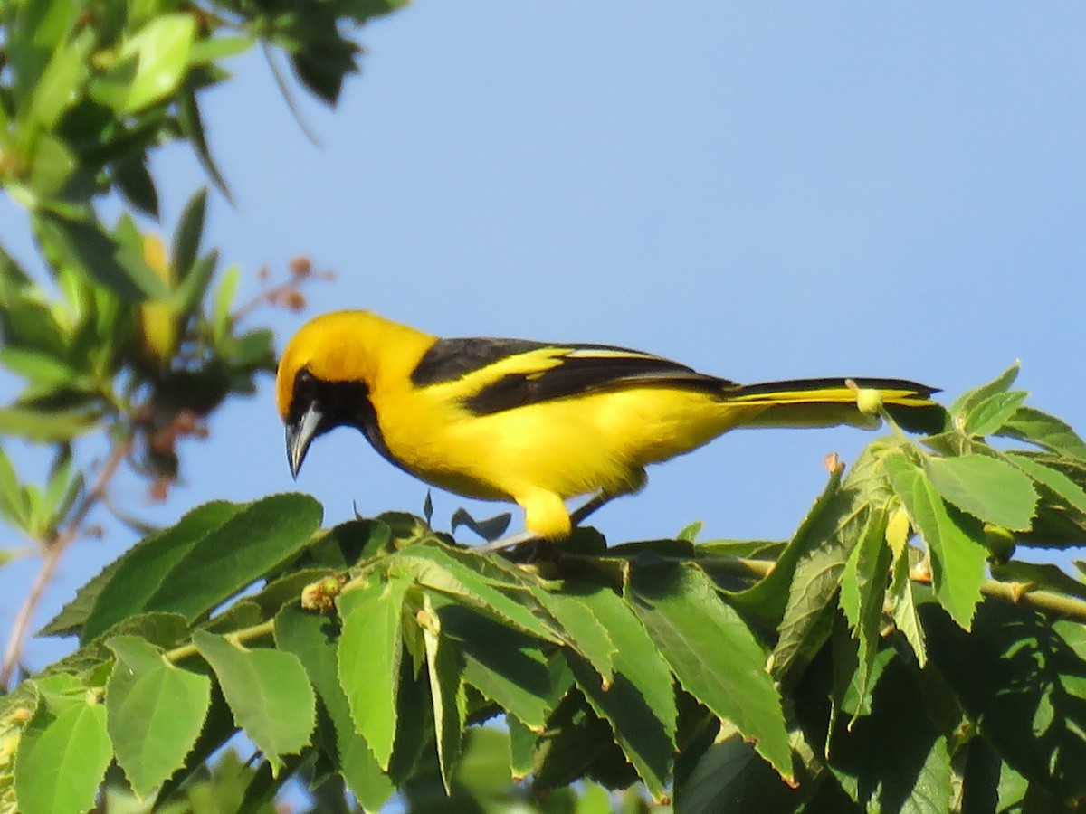 Yellow-tailed Oriole - Normand Bourdon