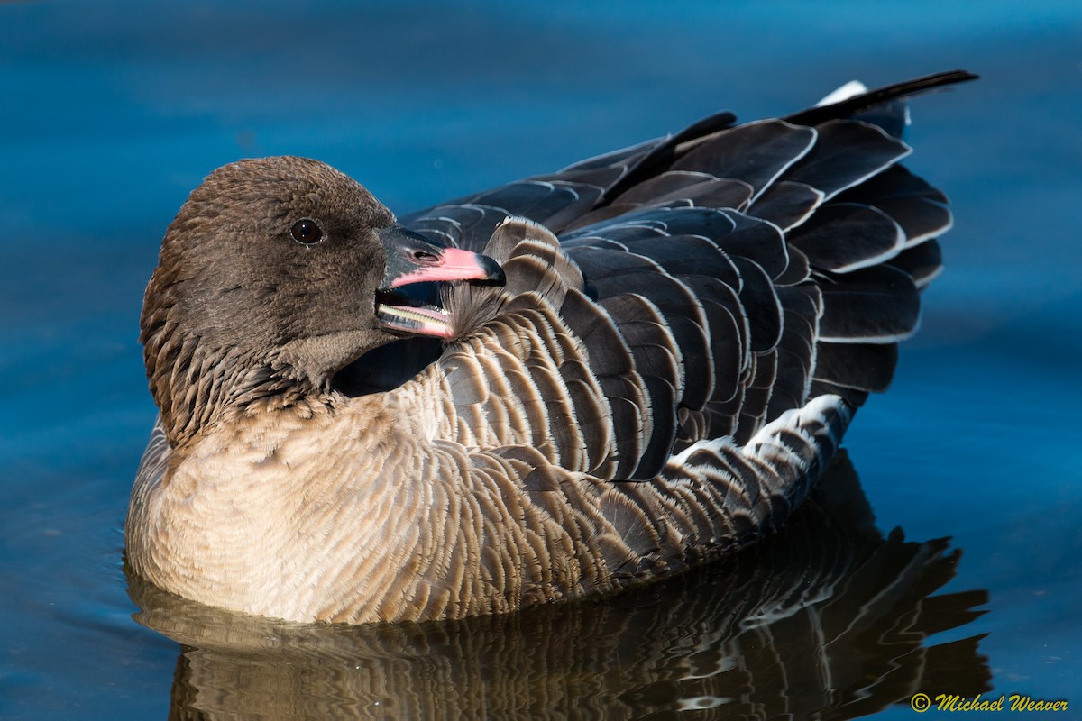 Pink-footed Goose - ML49412631