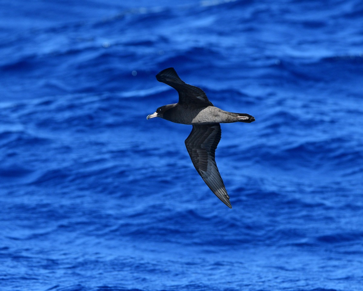 Flesh-footed Shearwater - ML494127881