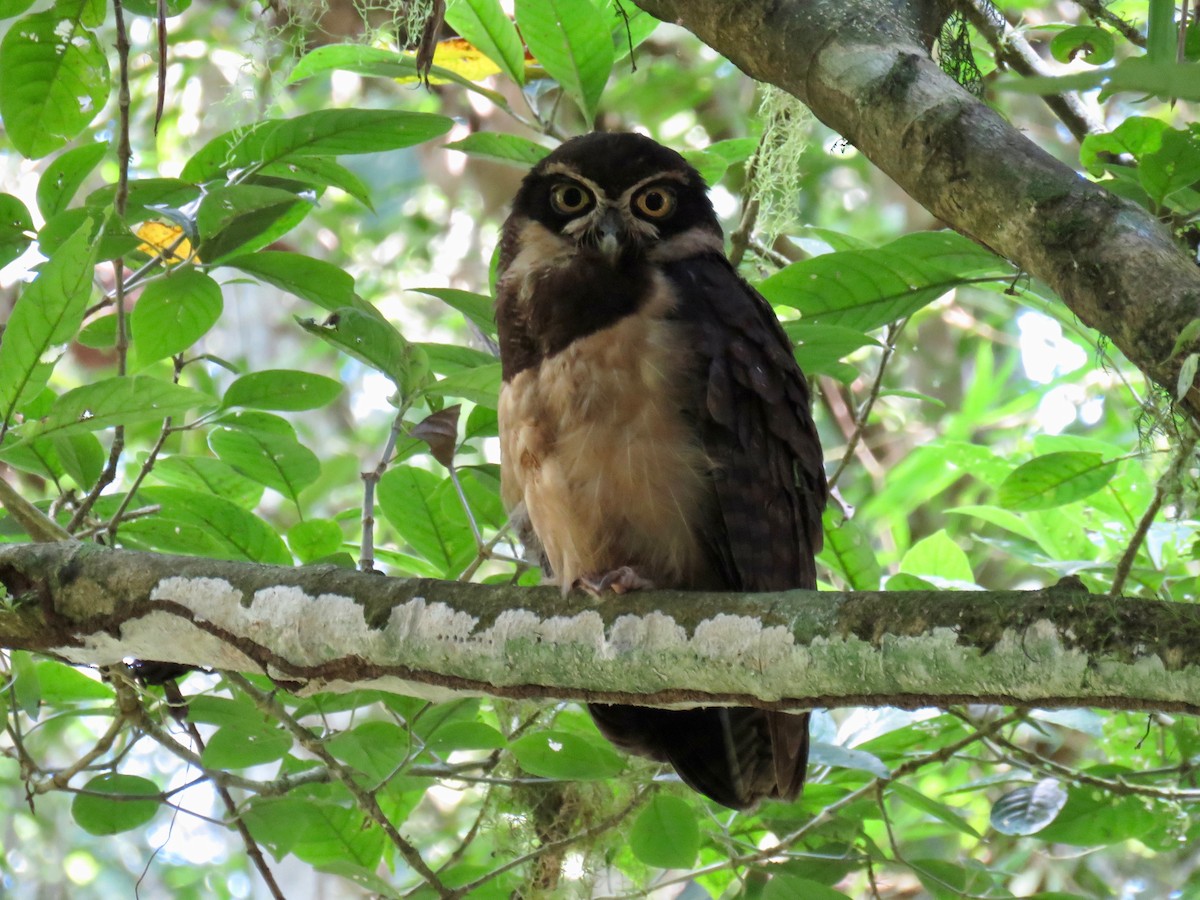 Spectacled Owl - ML49413051
