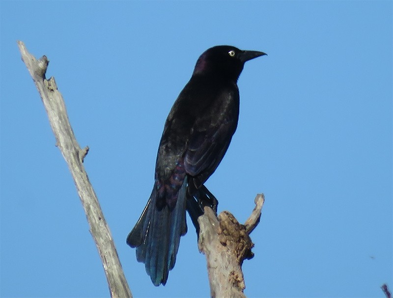 Boat-tailed Grackle - ML49413111
