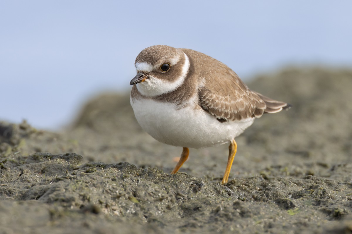 Semipalmated Plover - ML494135101