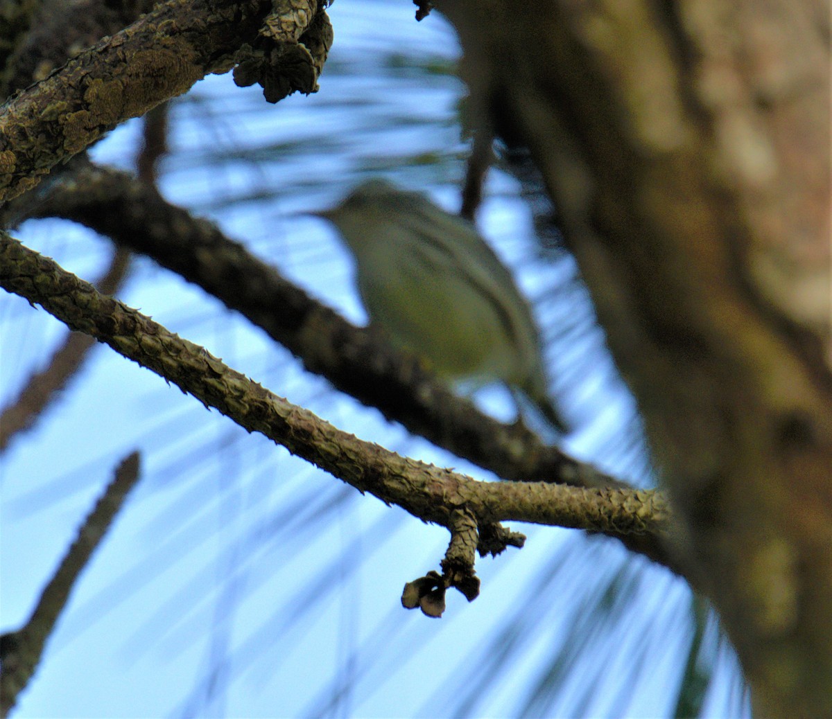 Black-and-white Warbler - ML494136021