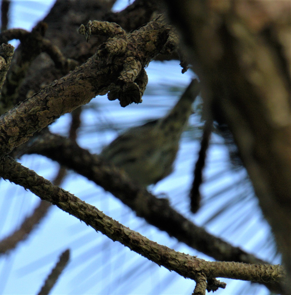 Black-and-white Warbler - ML494136031