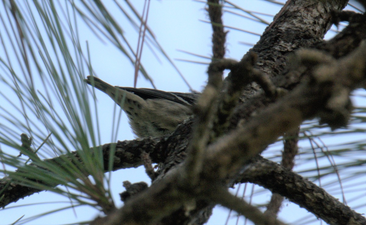 Black-and-white Warbler - ML494136041