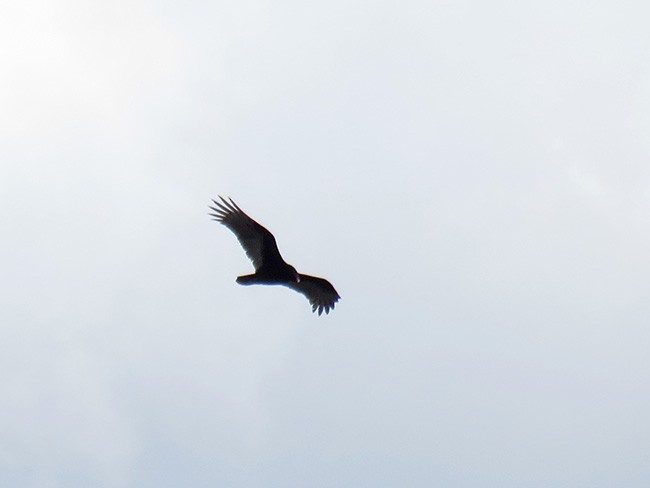 Turkey Vulture - ML49413891