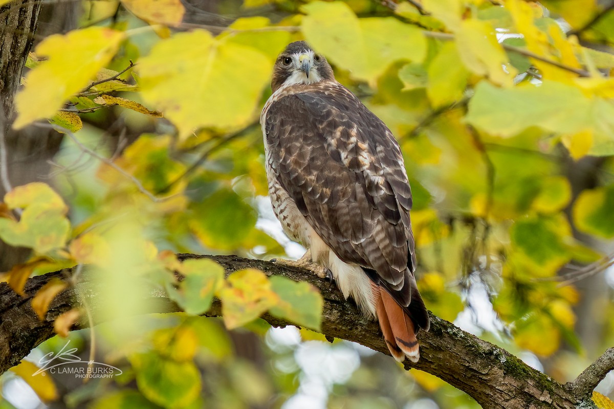 Red-tailed Hawk - ML494140811