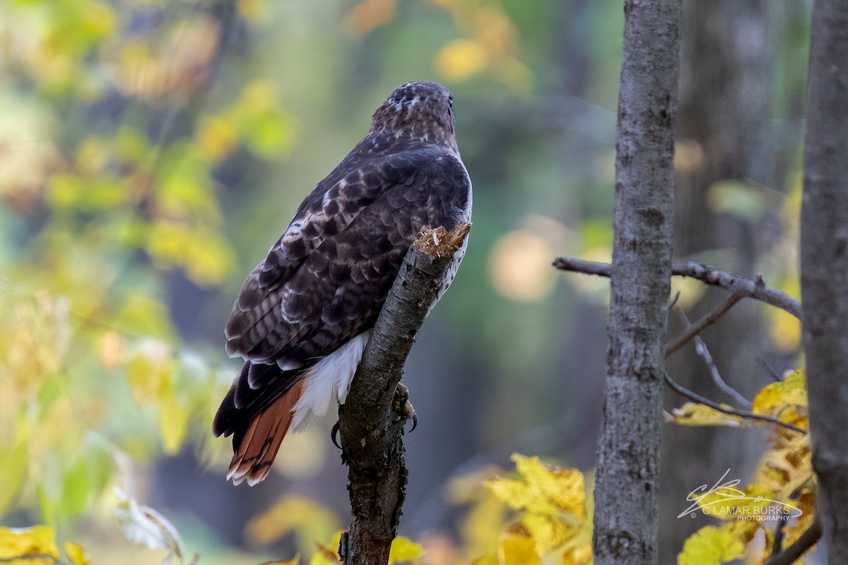 Red-tailed Hawk - ML494140821
